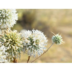 Ježibaba biela (Echinops sphaerocephalus) ´ARTIC GLOW´ - kont. P9